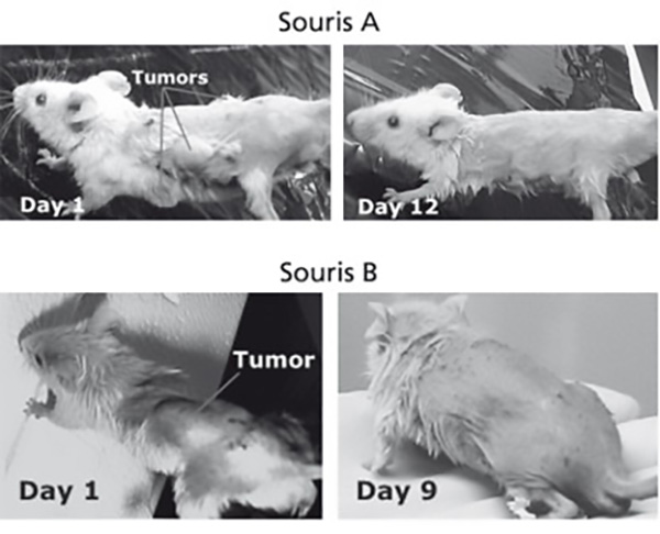 Beneficial effects rat