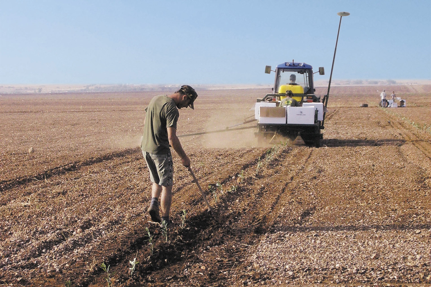 Man planting olive tree seedlings