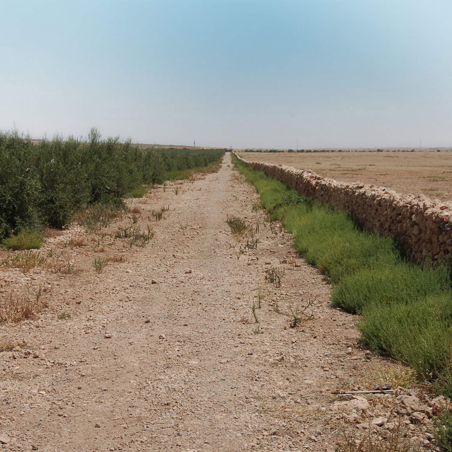 Desert olive trees