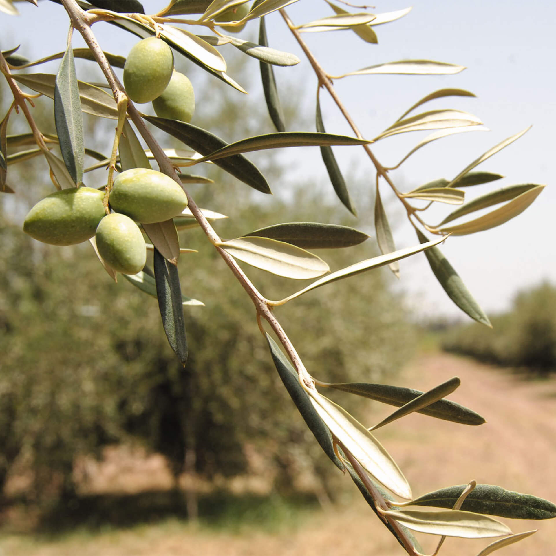 Desert olive trees