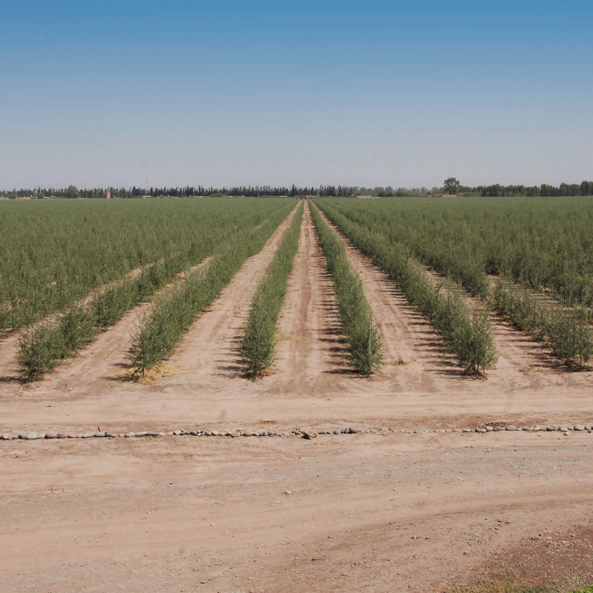 Desert olive trees