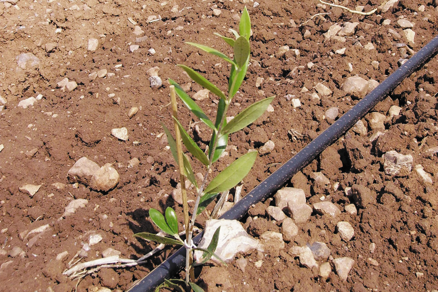 Desert olive trees