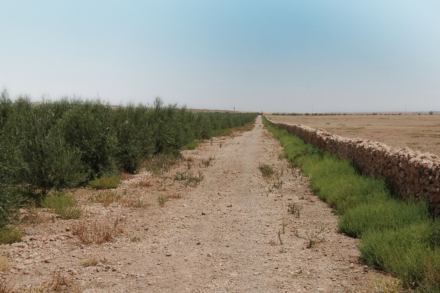 Desert olive trees